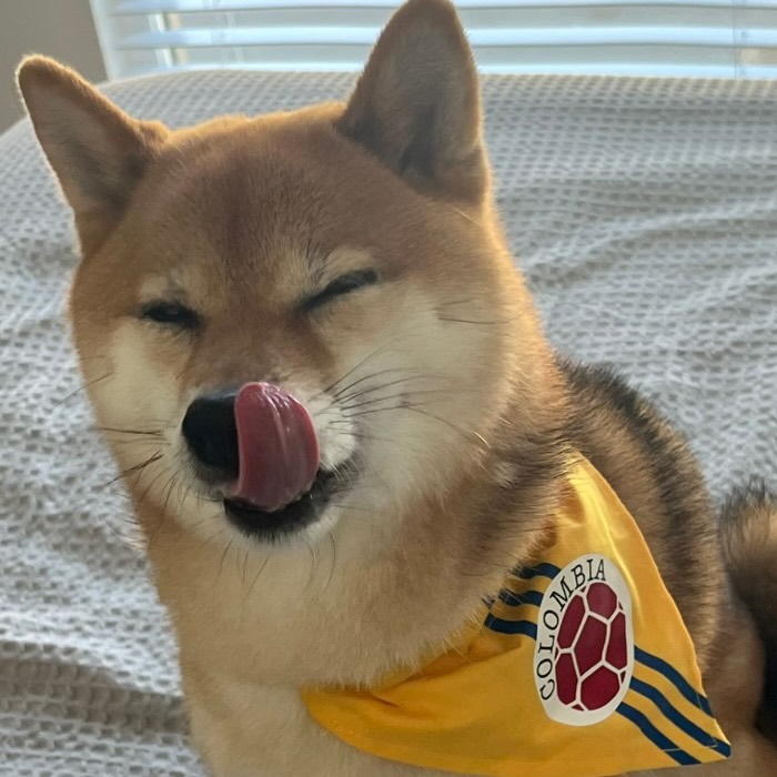 Amie in a yellow Colombia bandana, licking her nose with one eye closed
